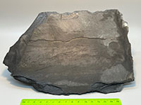 a flat, thinly layered gray rock, lacks crystals